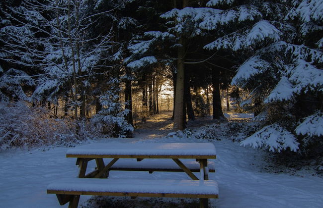 Forestside Escape Near Lake - Photo 29