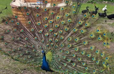 Ferienwohnungen Das Finkhaus - Foto 44
