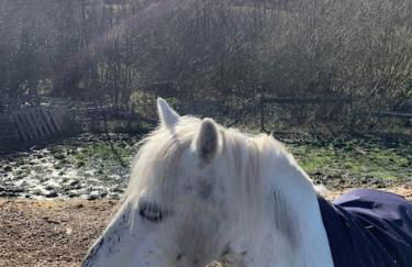 Old Canal-Side Cottage Taff Trail Merthyr Tydfil - Photo 20