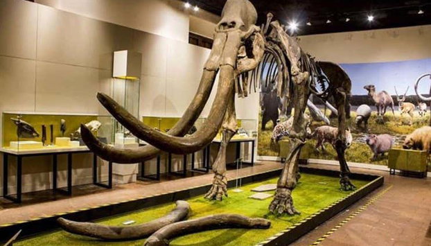 Tour of Guadalajara Museums - Photo 5, Guadalajara Museum of Paleontology