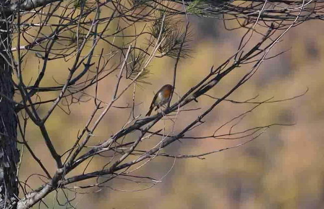 Colleverde Country House Beauty&Wellness - Foto 80