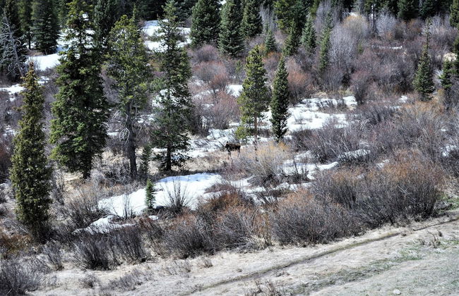 Forest Park 3 Bed 4 Bath Townhome - Foto 33