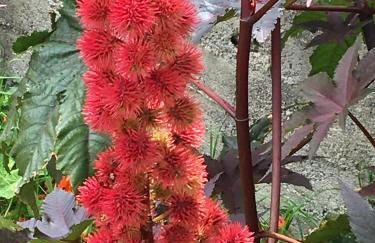 TRIPLEX TERRASSE VUE EXCLUSIVE SUR L OCÉAN ,WIFI - Foto 28