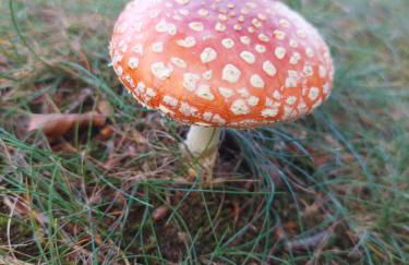 Ferienhaus an der Brunnenaue 4 Sterne, E-Ladestation am Haus, Wlan, Netflix, Garten - Foto 68