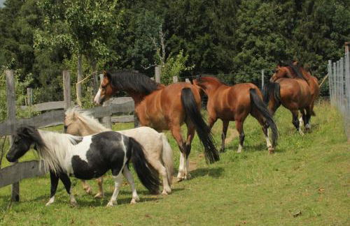 Gronewald's Mountain View Holidays - Foto 16