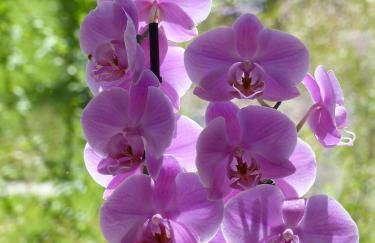 Ferienwohnung "Wales" im Cnauceltaidd - Foto 24