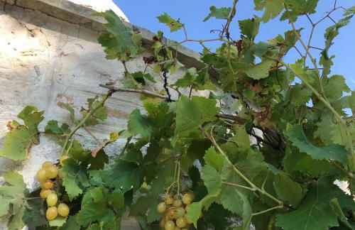 Trulli Storie di Puglia - Private Pool - Foto 66