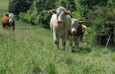 FEWO-ATLANTA Reinhardshausen - Foto 21