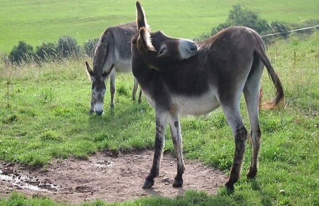 Chalet in Reinskopf With Fireplace - Photo 15