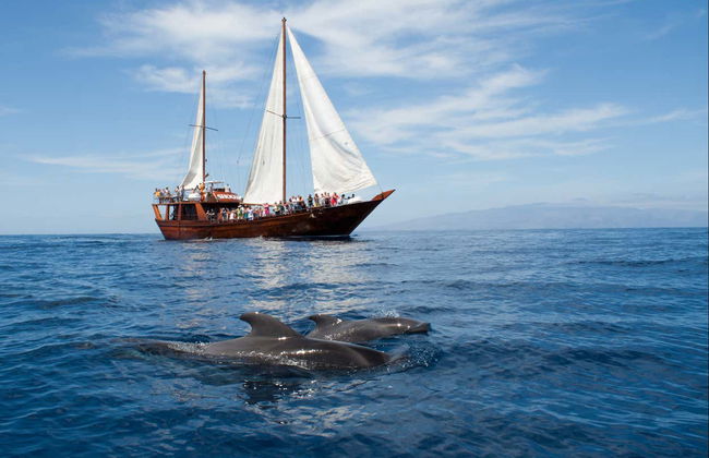 Los Cristianos Dolphin & Whale Watching Trip + Lunch - Photo 2
