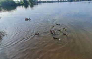 Ferienhaus am See-2 - Foto 47