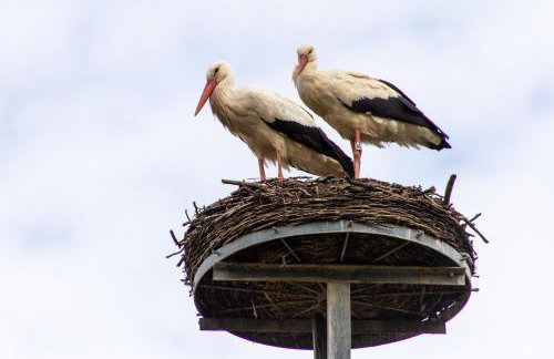 StorchenHof - Foto 40