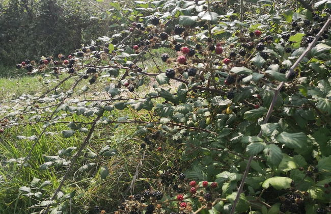 La Mandra - Photo 22