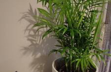 Evaggelia's Apartments 2 Διαμονή σαν το σπίτι σας - Foto 18