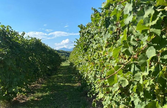 Premium Private Prosecco Hills Tour - 2 Cantine. Tour privato. - Foto 5