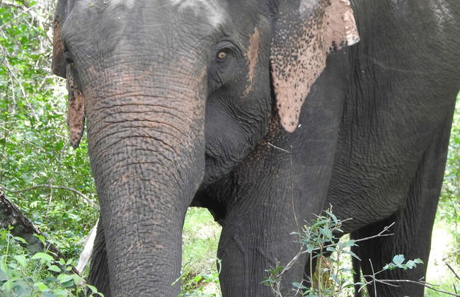 wilpattu Tree House - Foto 11