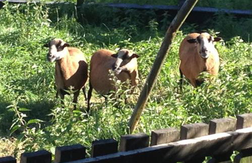 Ferienwohnung Wolf - Foto 9