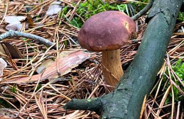 Brzozowe zacisze - Foto 49