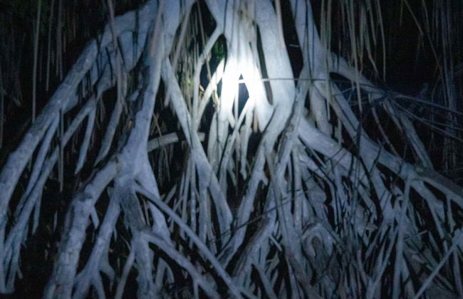 Night Tour of the Manialtepec Lagoon - Photo 2