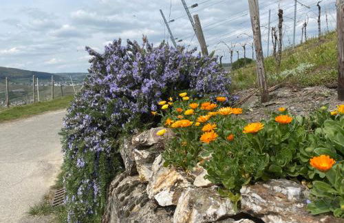 FeWo Sonnenlay - Apartments an der Mosel - Foto 27