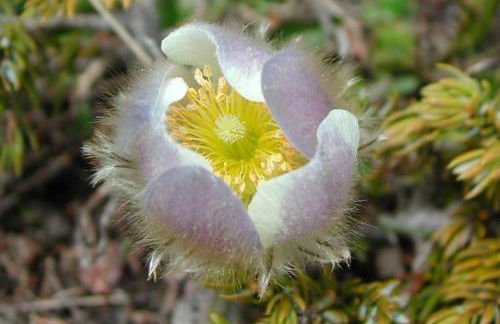 Le Taquo Hameau des Chazals Nevache Hautes Alpes - Photo 21