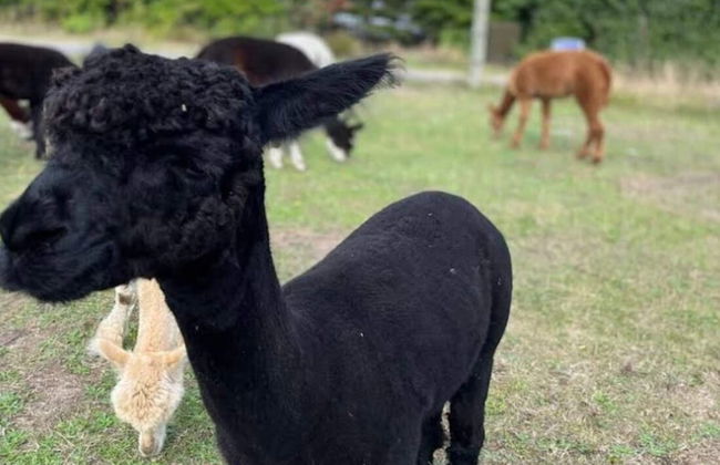 4 Person Holiday Home in Skibby - Foto 7