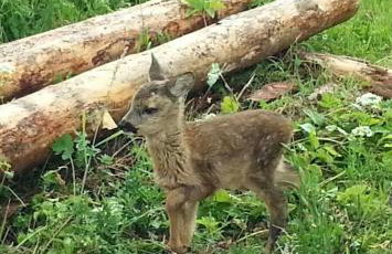Dom w Sąpach - Foto 34