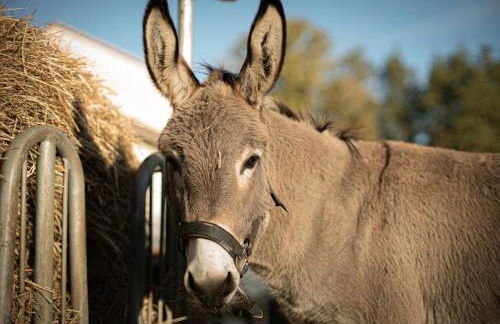 Glamping im beheizten Campingfass auf Leo's Farm - Foto 12