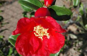 Finca Patio Canario - Foto 46