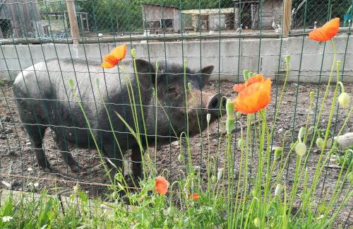 Casa das Palmeiras - Pedagogic Farm - Foto 110
