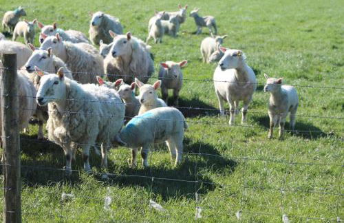 Riding house Farm Cottages - Photo 13