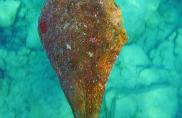 Villa-Agave , by the sea in Porto-Rafti outside Athens - Foto 12