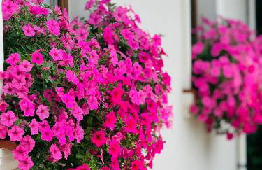 Apartamenty Euphoria - Foto 17