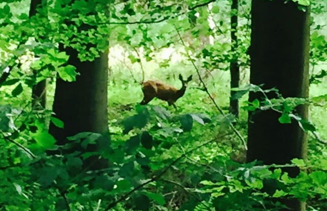 Eichenborn Gartenaufenthalt - Photo 30