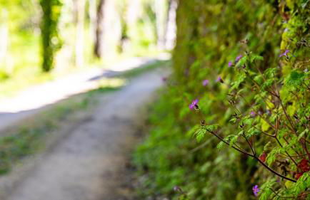 Le Moulin de L'O - L'Orle Rose - Foto 37