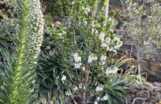 Adelfas Alta - Comfy Rural House, El Hierro - Foto 38