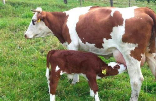 Ferienwohnungen Maierhof Oberried - Foto 58