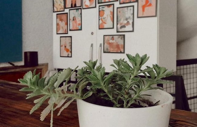 Marin Port Otel - Foto 2