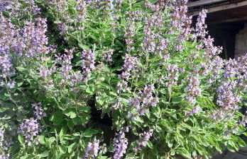 Via Castello Appartamento da Mary - Foto 27