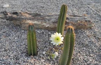 Mountain View Bungalows Dimilia - Foto 37