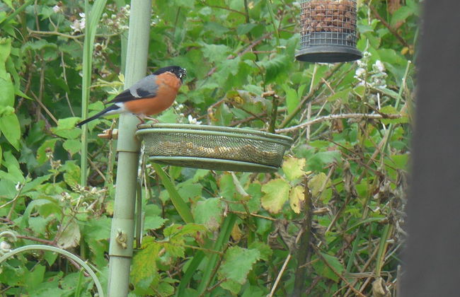 Parkland 14 is a Detached Premier 3 Bedroom Bungalow Sleeping 6 - Foto 33