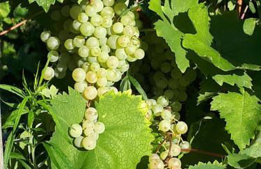 Kia ora Suite Apartment - Foto 62