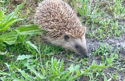 Casa da nascente douro - Foto 55