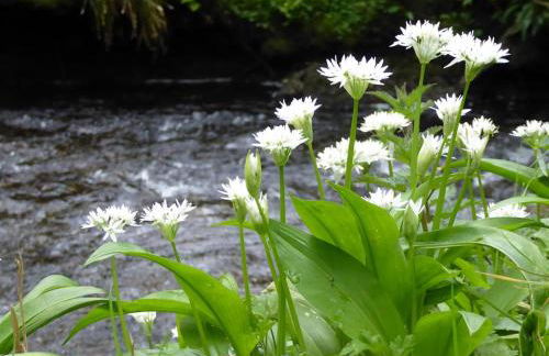 3 Bed in Fishguard oc-wav276 - Foto 12