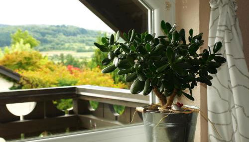 Ferienwohnung Storchenblick - Foto 5