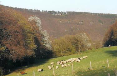 Das Burgberghaus Apartment Auwald - Foto 31