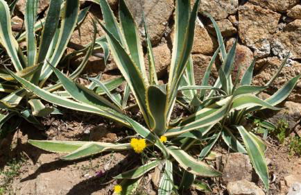 Stella Marina Piano Terra - Foto 18