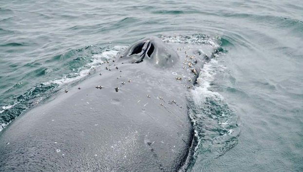 Porto Seguro Whale Watching - Foto 4
