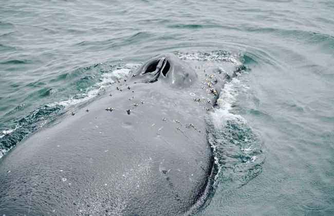 Observation de baleines à Porto Seguro - Photo 4