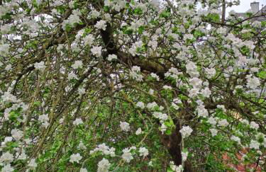 Nostalgie-Nest mit Boxspringbett - Foto 15